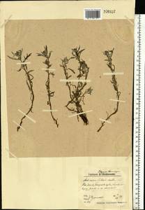 Artemisia tilesii Ledeb., Eastern Europe, Northern region (E1) (Russia)