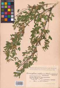 Chamaecytisus ruthenicus (Fisch. ex Woł.) Klásk., Eastern Europe, Lower Volga region (E9) (Russia)