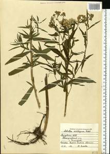Achillea salicifolia subsp. salicifolia, Eastern Europe, Middle Volga region (E8) (Russia)