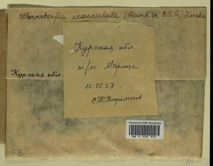 Sarmentypnum exannulatum (Schimp.) Hedenäs, Bryophytes, Bryophytes - Central forest-and-steppe region (B10) (Russia)