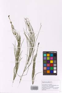 Equisetum palustre L., Eastern Europe, Central region (E4) (Russia)