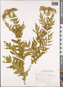 Tanacetum macrophyllum (Waldst. & Kit.) Sch. Bip., Caucasus, South Ossetia (K4b) (South Ossetia)