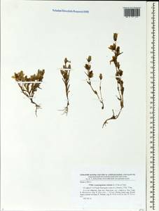 Lomatogonium rotatum (L.) Fr. ex Fernald, Siberia, Altai & Sayany Mountains (S2) (Russia)