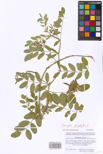 Astragalus glycyphyllos L., Eastern Europe, Moscow region (E4a) (Russia)