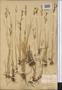Juncus gerardii Loisel., Middle Asia, Muyunkumy, Balkhash & Betpak-Dala (M9) (Kazakhstan)