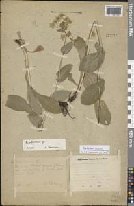 Bupleurum aureum Fisch., Eastern Europe, Eastern region (E10) (Russia)