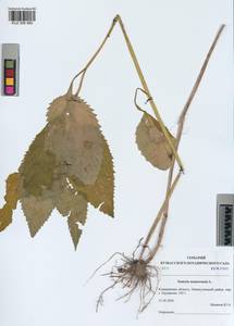 Senecio nemorensis subsp. nemorensis, Siberia, Altai & Sayany Mountains (S2) (Russia)
