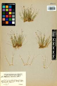 Eleocharis acicularis (L.) Roem. & Schult., Siberia, Baikal & Transbaikal region (S4) (Russia)