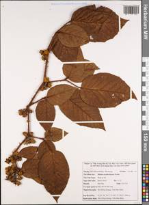 Rubus ellipticus Sm., South Asia, South Asia (Asia outside ex-Soviet states and Mongolia) (ASIA) (Vietnam)