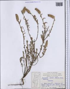 Lavandula stoechas subsp. luisieri (Rozeira) Rozeira, Western Europe (EUR) (Portugal)
