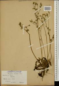 Crepis sancta subsp. sancta, Caucasus, Armenia (K5) (Armenia)