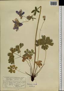 Aquilegia sibirica Lam., Siberia, Altai & Sayany Mountains (S2) (Russia)