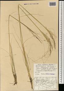 Stipa krylovii Roshev., Mongolia (MONG) (Mongolia)