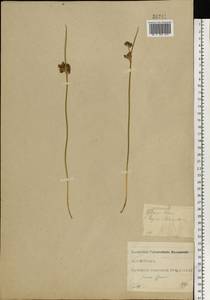 Juncus effusus L., Eastern Europe, North-Western region (E2) (Russia)