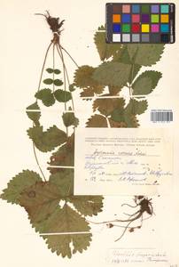 Potentilla fragarioides L., Siberia, Russian Far East (S6) (Russia)