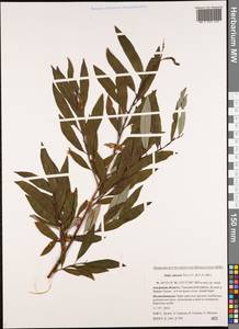 Salix udensis (Wimm.) Trautv. & C. A. Mey., Siberia, Russian Far East (S6) (Russia)