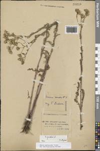 Jacobaea andrzejowskyi (Tzvelev) B.Nord., Eastern Europe, Lower Volga region (E9) (Russia)