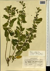 Leptopus cordifolius Decne., South Asia, South Asia (Asia outside ex-Soviet states and Mongolia) (ASIA) (Afghanistan)