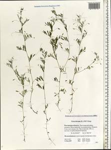 Vicia hirsuta (L.)Gray, Eastern Europe, Rostov Oblast (E12a) (Russia)