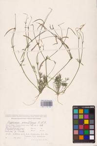 Hypecoum parviflorum Kar. & Kir., Middle Asia, Caspian Ustyurt & Northern Aralia (M8) (Kazakhstan)