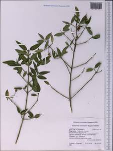 Euonymus semenovii Regel & Herder, Middle Asia, Western Tian Shan & Karatau (M3) (Kyrgyzstan)