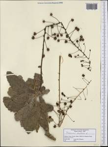 Verbascum arcturus L., Western Europe (EUR) (Greece)