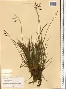 Carex magellanica subsp. irrigua (Wahlenb.) Hiitonen, Eastern Europe, North-Western region (E2) (Russia)