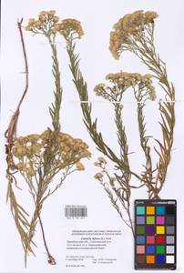 Galatella biflora (L.) Nees, Eastern Europe, Eastern region (E10) (Russia)