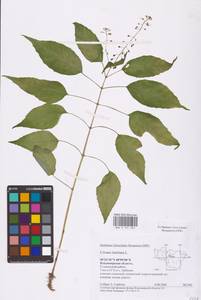 Circaea lutetiana L., Eastern Europe, Central region (E4) (Russia)