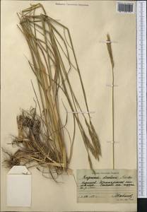 Elymus drobovii (Nevski) Tzvelev, Middle Asia, Northern & Central Tian Shan (M4) (Kyrgyzstan)