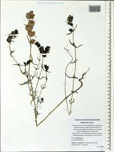 Rhinanthus minor L., Eastern Europe, North-Western region (E2) (Russia)