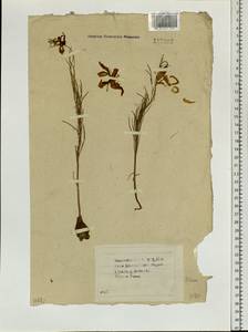 Lilium pumilum Redouté, Siberia, Baikal & Transbaikal region (S4) (Russia)