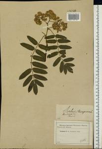 Sorbus aucuparia L., Eastern Europe, Western region (E3) (Russia)