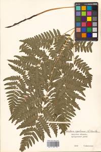 Pteridium aquilinum (L.) Kuhn, Siberia, Russian Far East (S6) (Russia)