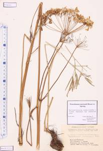 Peucedanum morisonii Besser, Siberia, Western (Kazakhstan) Altai Mountains (S2a) (Kazakhstan)