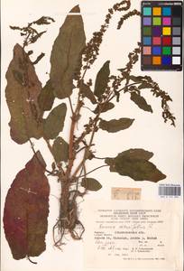 Rumex obtusifolius L., Eastern Europe, West Ukrainian region (E13) (Ukraine)