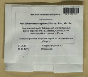 Polytrichastrum sexangulare (Flörke ex Brid.) G.L. Sm., Bryophytes, Bryophytes - Krasnoyarsk Krai, Tyva & Khakassia (B17) (Russia)