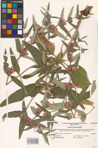 MHA 0 154 153, Phlomis herba-venti subsp. pungens (Willd.) Maire ex DeFilipps, Eastern Europe, Lower Volga region (E9) (Russia)