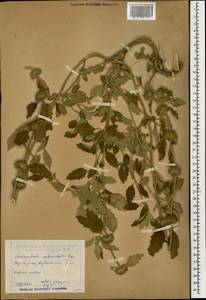 Marrubium catariifolium Desr., Caucasus, Dagestan (K2) (Russia)