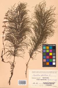 Equisetum sylvaticum L., Siberia, Chukotka & Kamchatka (S7) (Russia)