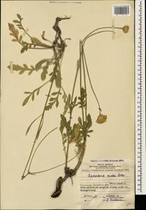 Cephalaria media Litv., Caucasus, Azerbaijan (K6) (Azerbaijan)