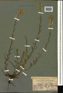 Polygala major Jacq., Caucasus, Georgia (K4) (Georgia)