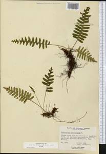 Polypodium virginianum L., America (AMER) (Canada)