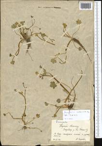 Ranunculus natans C. A. Mey., Middle Asia, Northern & Central Tian Shan (M4) (Kyrgyzstan)