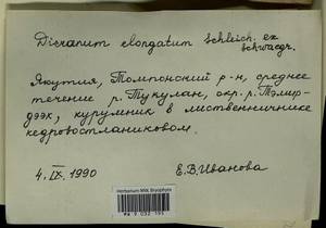 Dicranum elongatum Schleich. ex Schwägr., Bryophytes, Bryophytes - Yakutia (B19) (Russia)