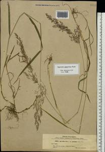 Agrostis gigantea Roth, Eastern Europe, North-Western region (E2) (Russia)