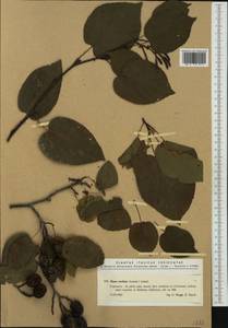 Alnus cordata (Loisel.) Duby, Western Europe (EUR) (Italy)