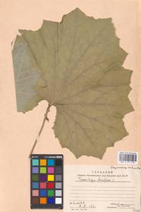 Tussilago farfara L., Eastern Europe, Moscow region (E4a) (Russia)
