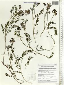 Astragalus norvegicus Grauer, Eastern Europe, Northern region (E1) (Russia)