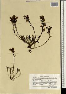 Pedicularis rhinanthoides subsp. rotundata Vved., South Asia, South Asia (Asia outside ex-Soviet states and Mongolia) (ASIA) (Afghanistan)